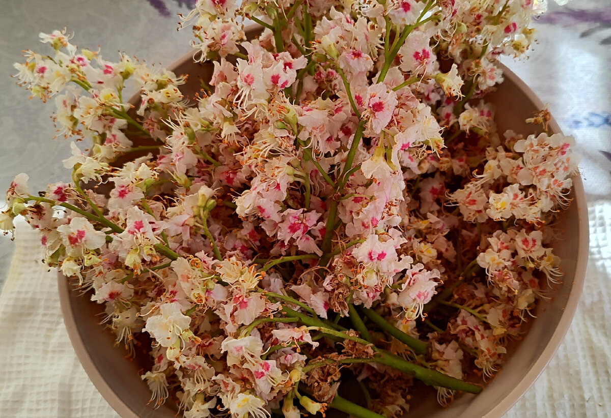 Цветы каштана. Фото: Краса Елена