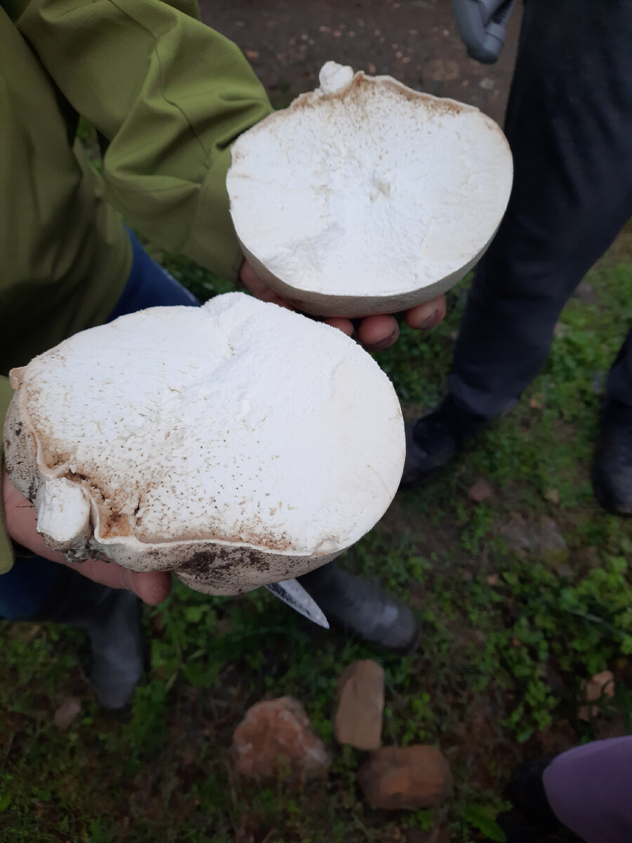 Так гриб выглядит в разрезе 