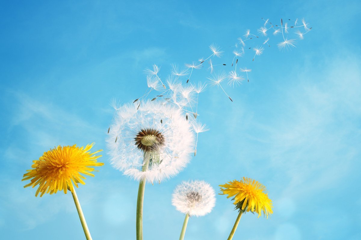 Картинка из интернета