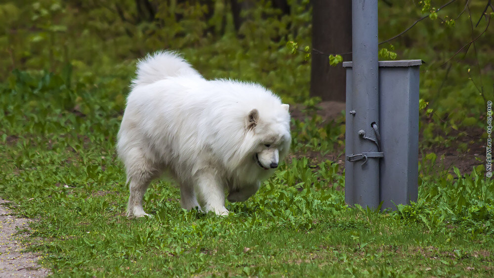 Пёсель... © NickFW.ru — 04.05.2019г.