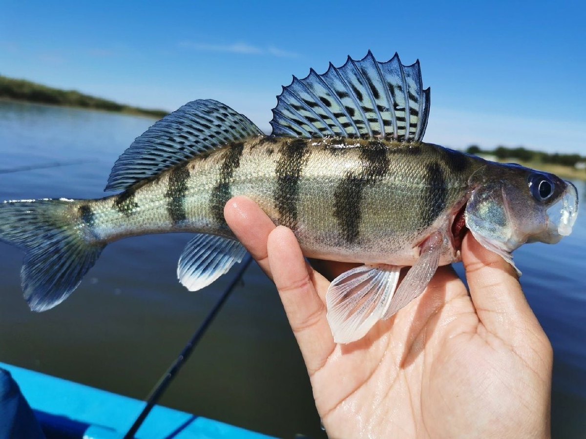 Пин от пользователя Magnum 818 на доске Freshwater Fish Рыбалка, Пресноводные ры
