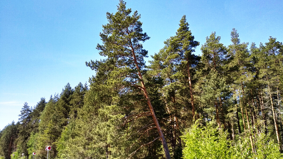  Вблизи от пос. им. Цюрупы, май 2024 года. Фото автора