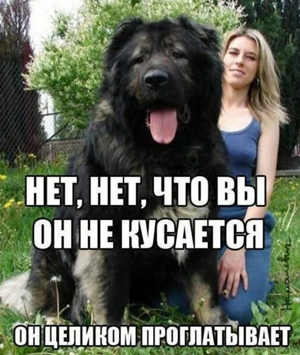 Смешные собаки фото с надписями