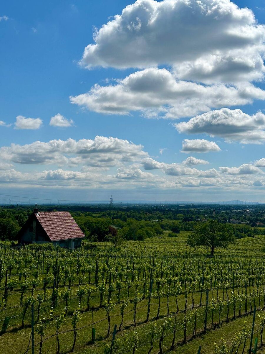 Виды с горы около Вены. Май 2024 года