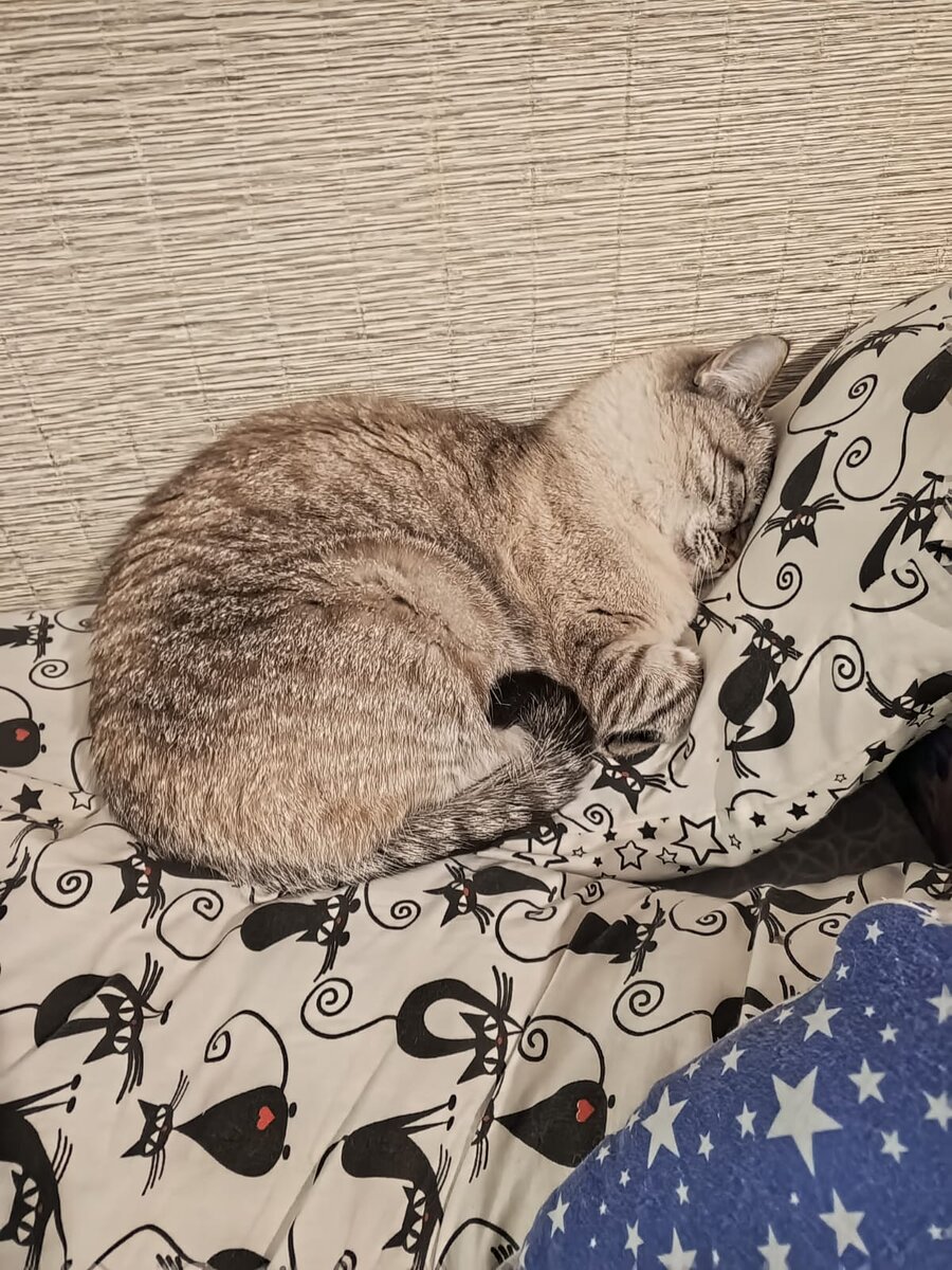 У Пумы полезный дневной сон.