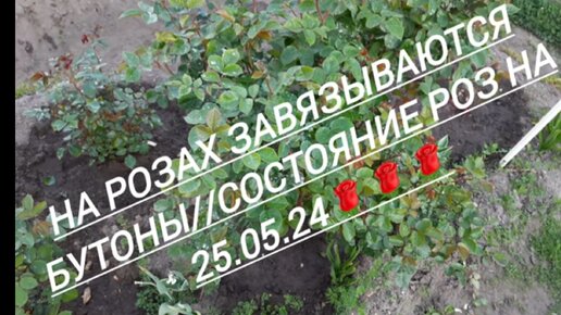 6 #На розах завязываются бутоны//Состояние роз на 25.05.25🌹🌹🌹