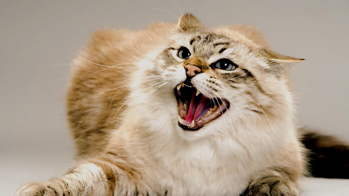 Бешенство у кошек