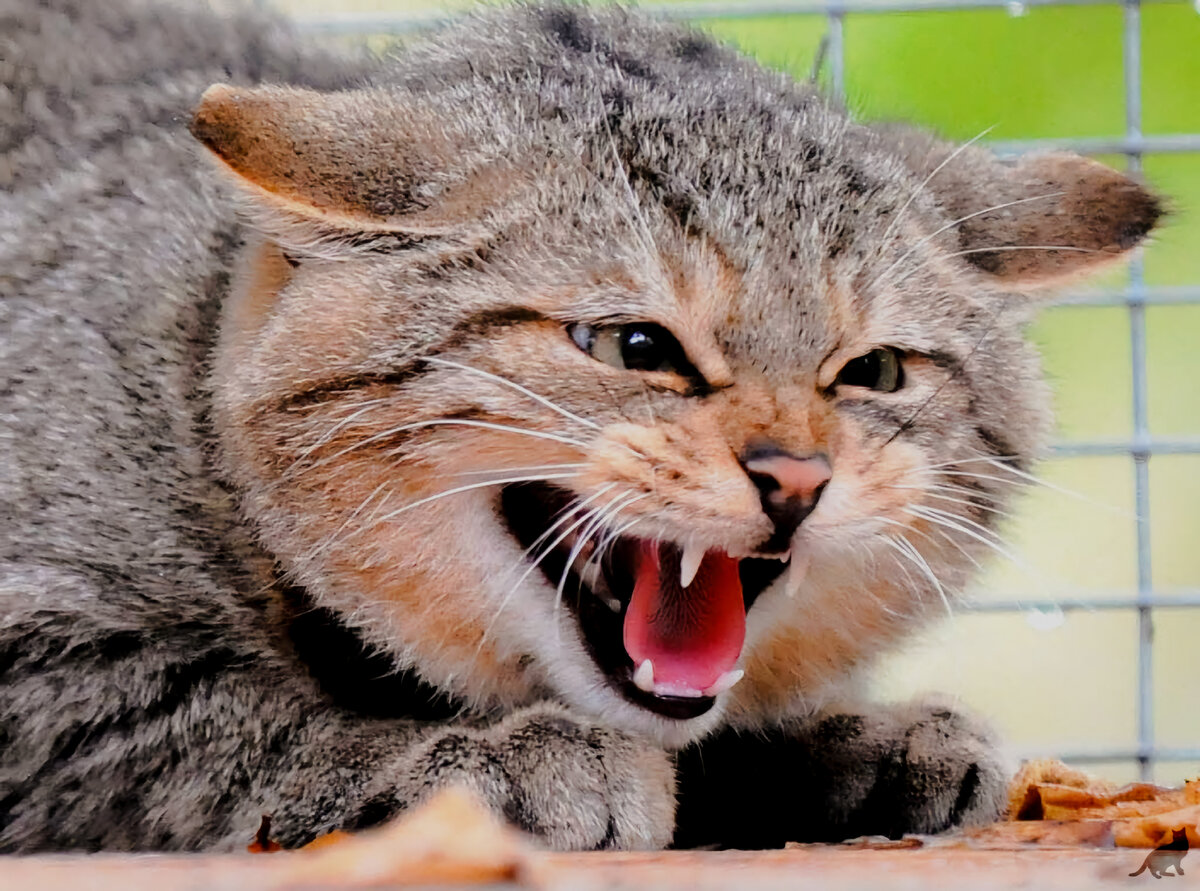 Бешенство у кошек