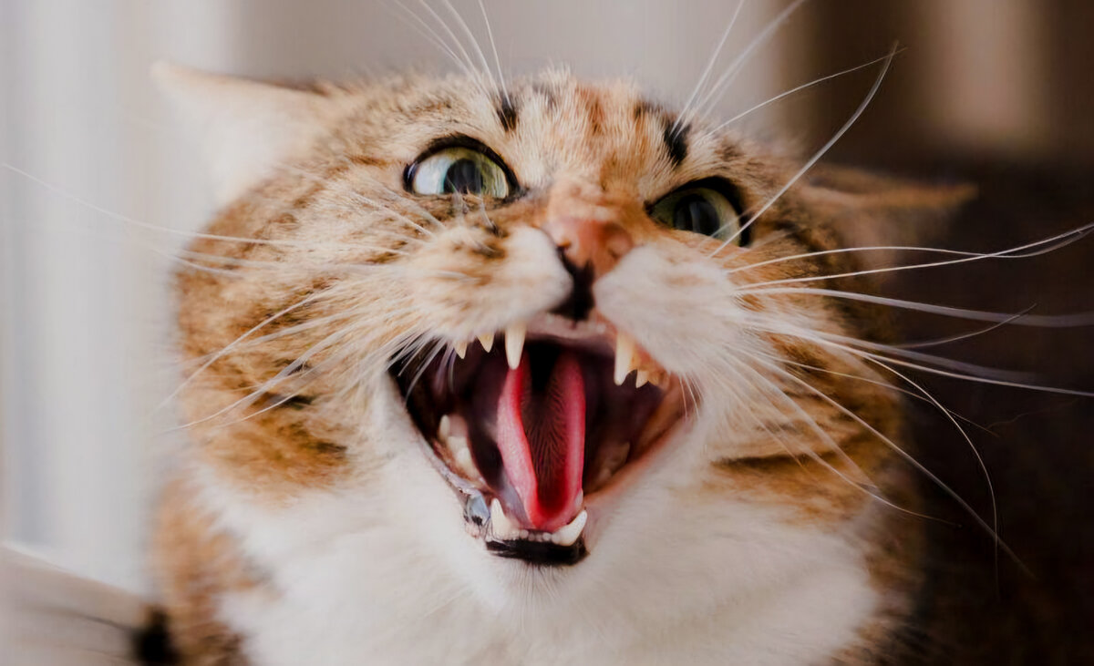 Бешенство у кошек