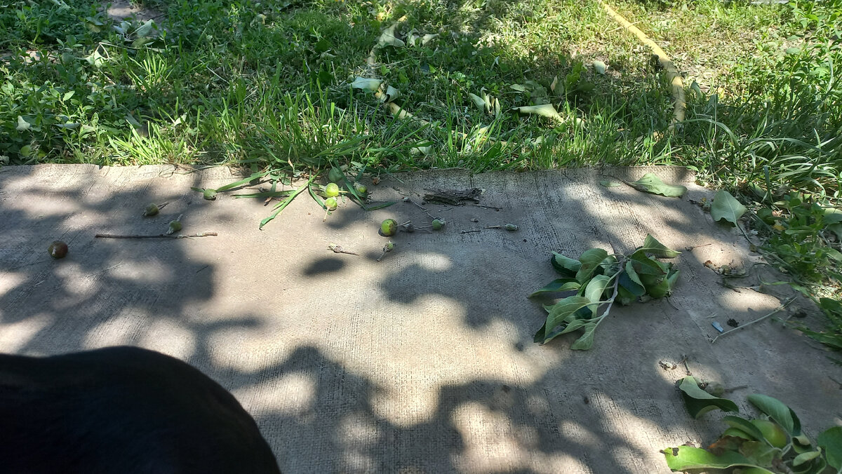 Ветер сорвал много яблок. Собаки пасутся. Это и другие фото в статье сделаны автором и принадлежат ему на условиях авторского права