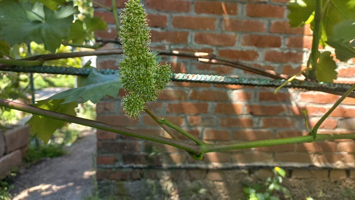 Разные сорта винограда цветут по очереди 