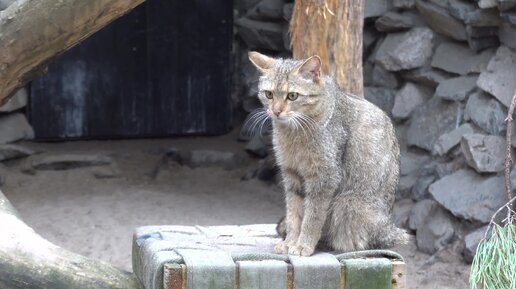 Европейский лесной кот, девочка. 22.05.2024