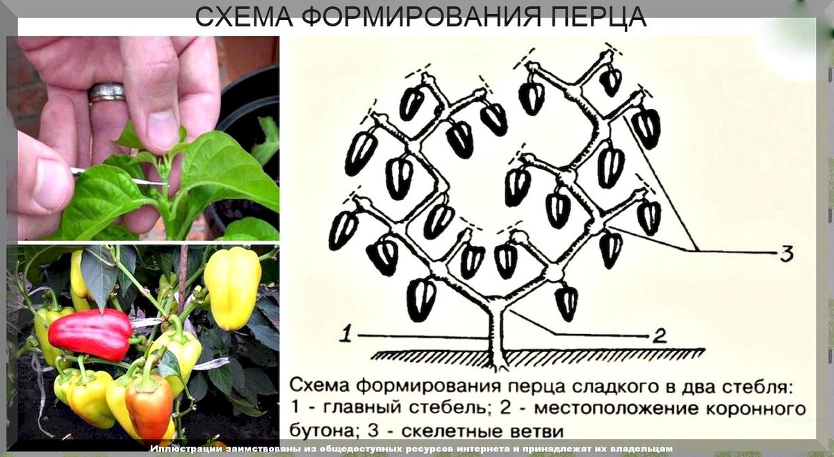 Рассада 2018-2019 - Страница 10 - Сад и огород - БерФорум