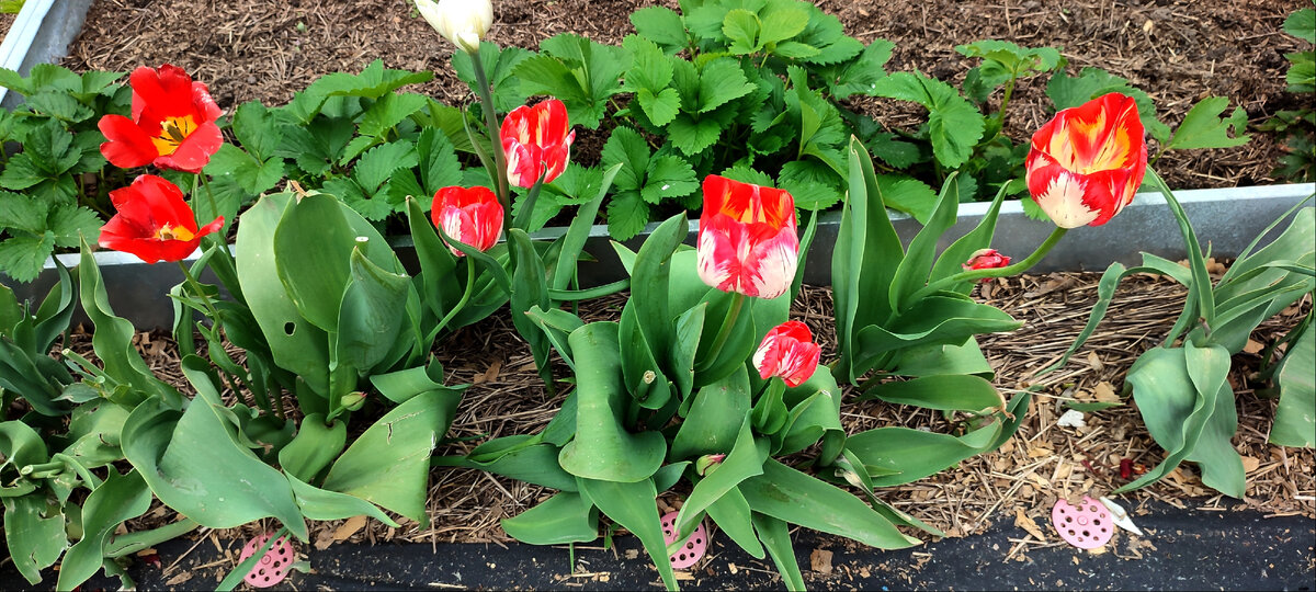 Остатки былой роскоши. Этим тюльпанам удалось выжить во время града. 