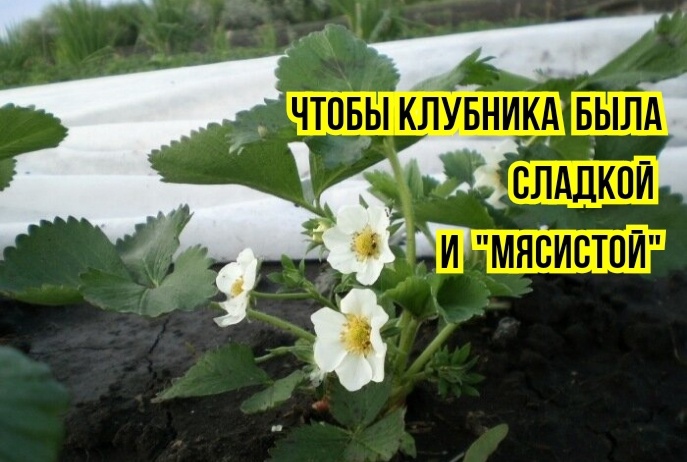 Вот почему клубника кислая, мягкая, "течет" после сбора: 2 ошибки в мае и добрые советы агрономов. И от чего зависит сладость