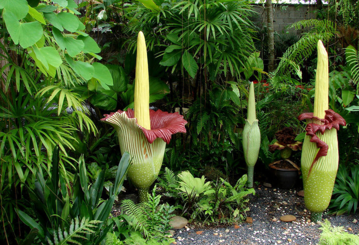 Лилия Вуду, она же Аморфофаллус титанический