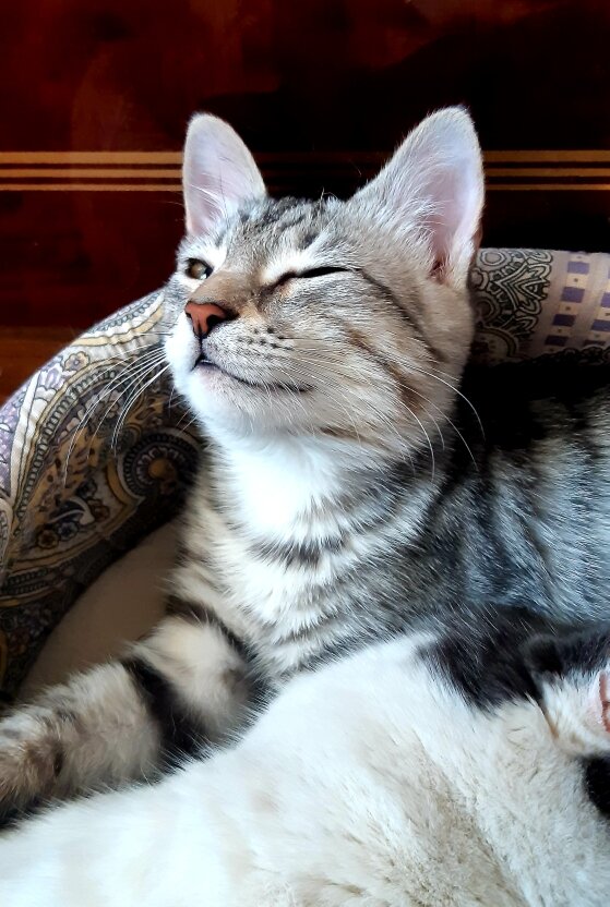 Это мой Серенький, Серёжа.Один из моих котов, найдёныш.