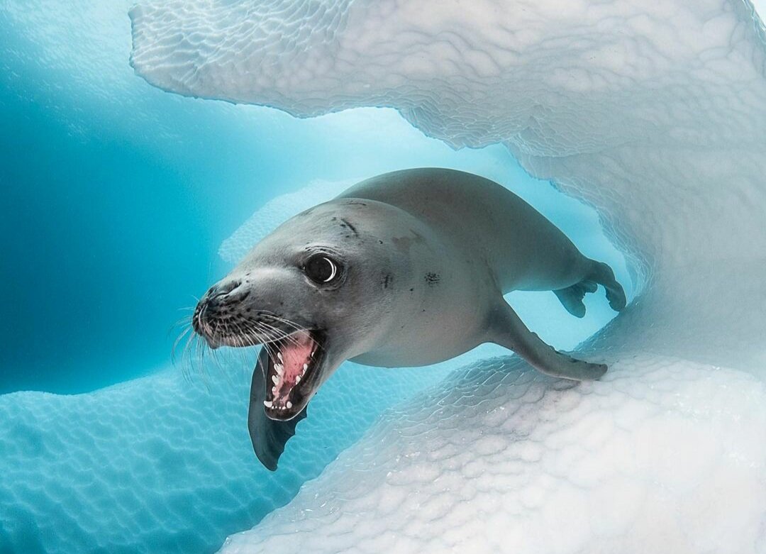 Тюлень-крабоед