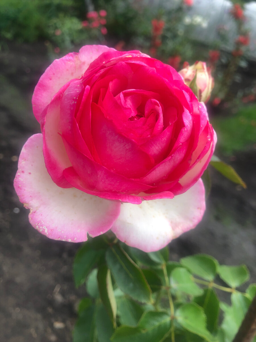 незнакомка от пересорта.