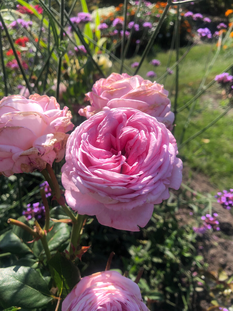 роза Графиня Мария Генриетта, фото автора