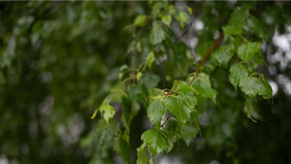    Похолодание. Дождь. Погода. Источник: Анна Меньшикова