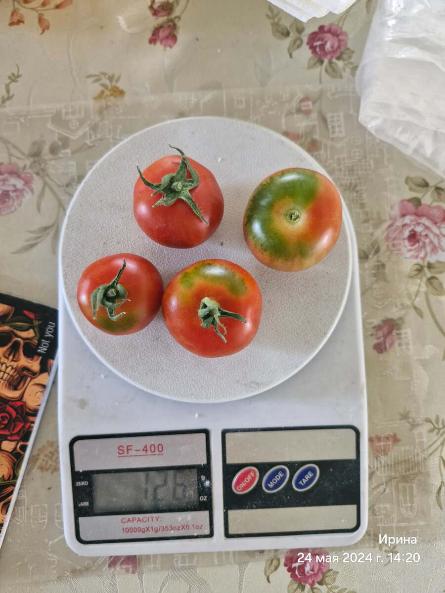 Зеленое пятно - сортовой признак. Пропадает без следа в полной зрелости.