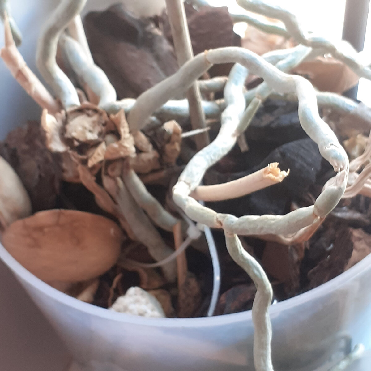 Пенек 03.05.2024.