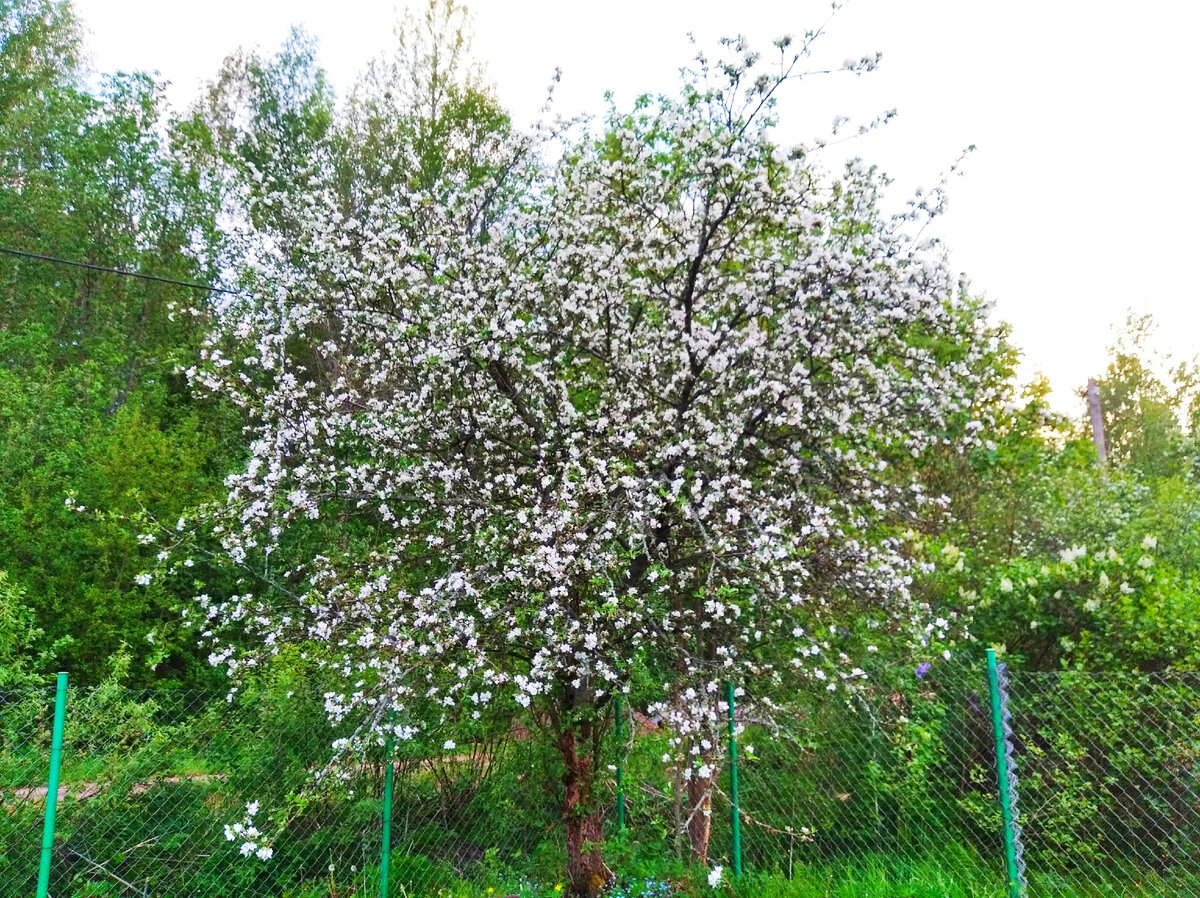 Яблоня сейчас цветёт, очень красиво.