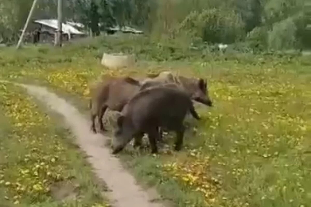    Стаю диких кабанов заметили в деревне под Новосибирском