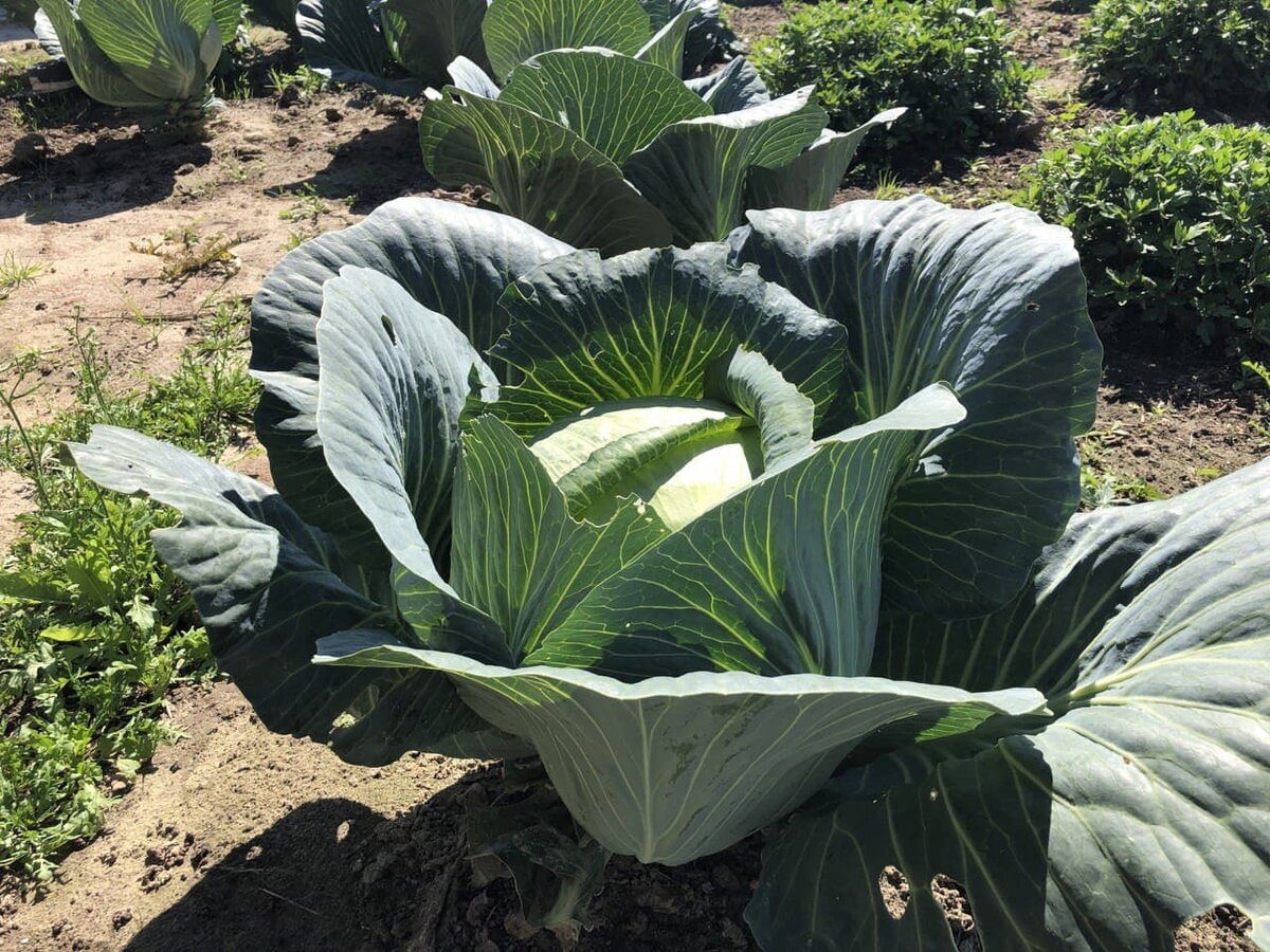 Капуста на грядке