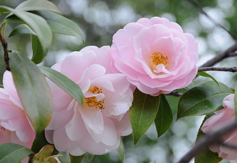 Картинка найдена на просторах интернета, ссылка https://yandex.ru/images/search?from=tabbar&img_url=https%3A%2Fi%2F.pinimg.com%2Foriginals%2Fa8%2F34%2Fа3f%2Fa83р43f81151с2879b5e7bd53274cf0591a19.jpg&lr=47&pos=15&rpt=simage&text=%D1%86%D0%B2%D0%B5%D1%82%D1%8B%20%D0%BA%D1%80%D1%83%D0%BF%D0%BD%D0%BE%20%D1%84%D0%BE%D1%82%D0%BE 