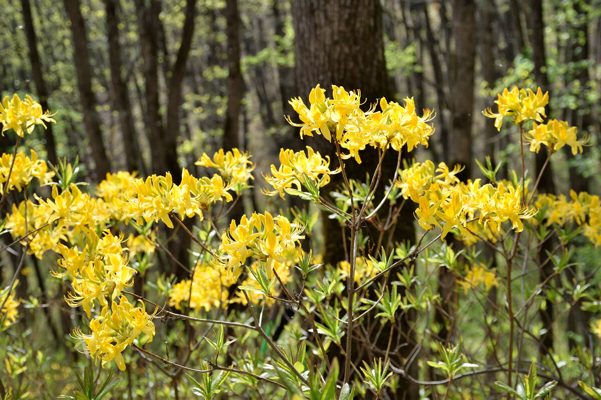 Рододе́ндрон желтый 