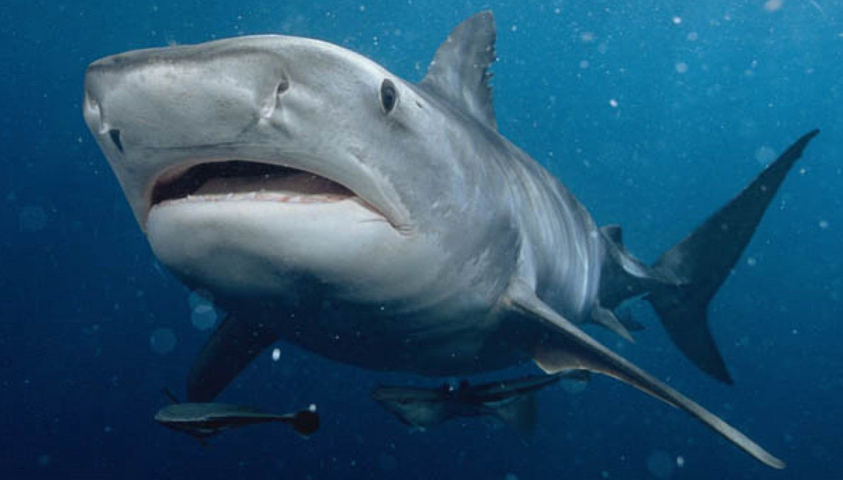 Черноморский катран — грозный хищник, способный долго преследовать жертву, если она не становится его добычей сразу. Благодаря своей окраске он почти незаметен в воде.