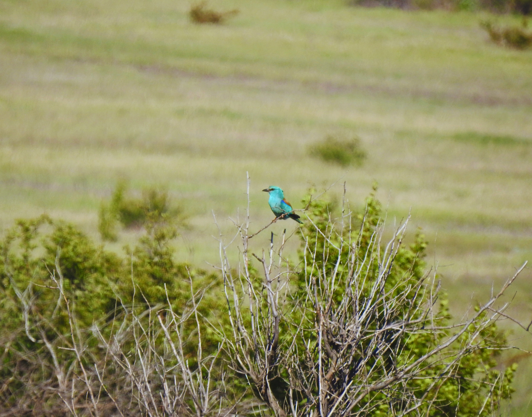 Сизоворонка, 11 мая 2024, Волгоградская область, фото автора