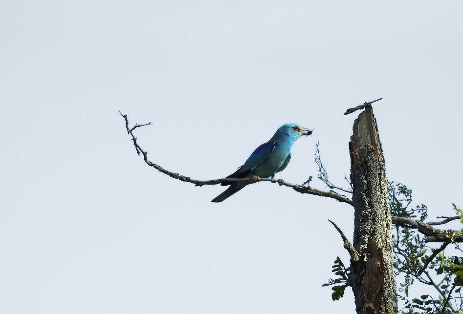 Вот такой я увидела свою синюю птицу впервые. 11 мая 2024, фото автора