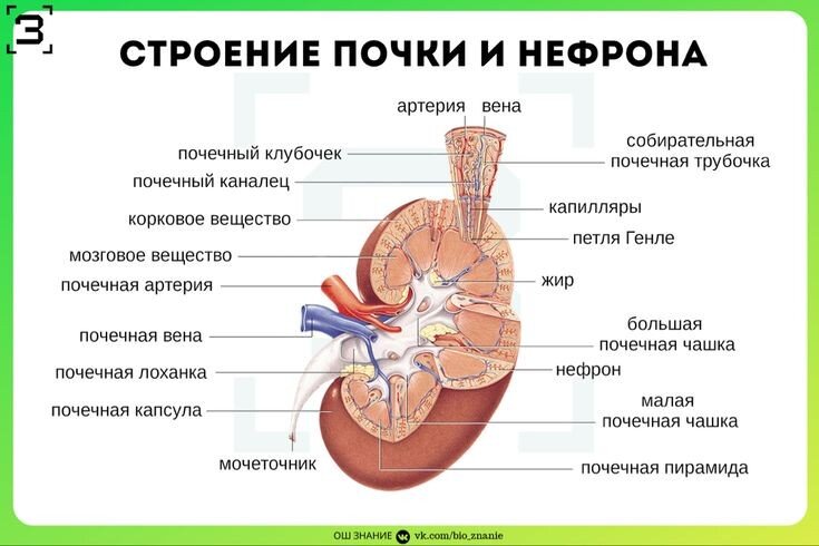 Строение почки