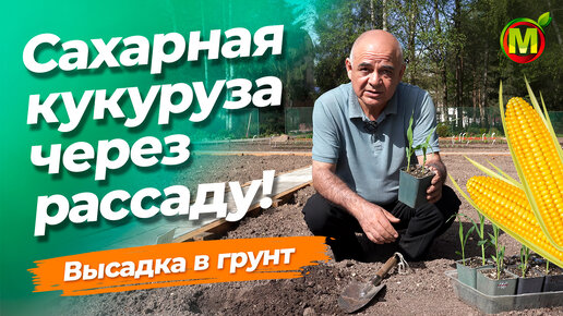 Сахарная кукуруза. Высадка рассады в грунт.