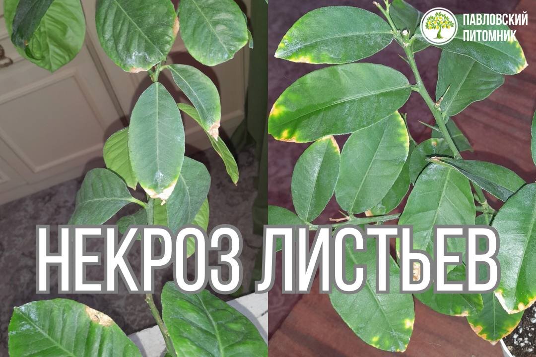 Фото предоставлено подписчиком