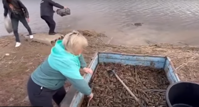    Тысячу раков спасли от браконьеров полицейские в Ясненском округе и выпустили в реку Белов Михаил Александрович