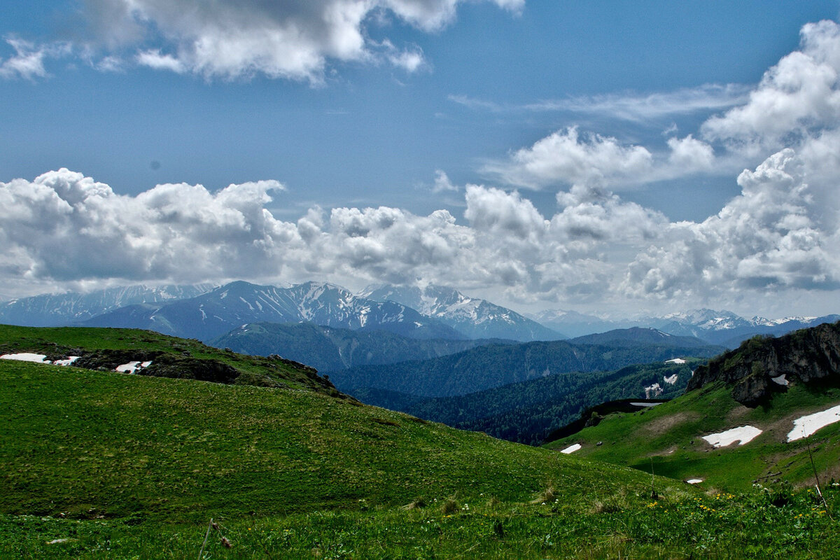 Цветы на Лаго-Наки распускаются в первой половине лета. Фото: Alexander Markov / Wikimedia Commons 
