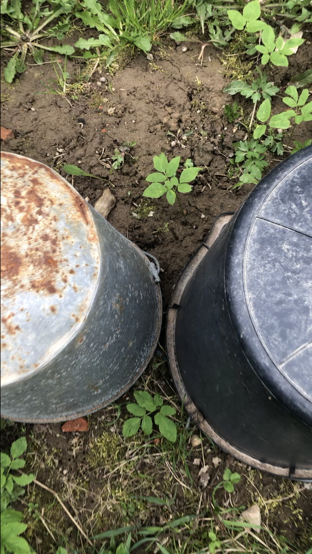 ревень растёт под вёдрами