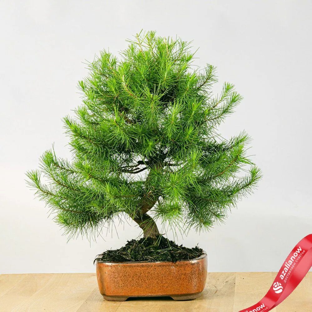 Фото: Бонсай Сосна алеппская от AzaliaNow