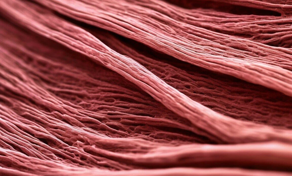 Мышечные волокна