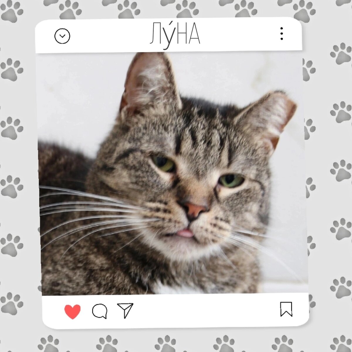 Кошка Луна ищет дом 💝🐈 | Приют для кошек 