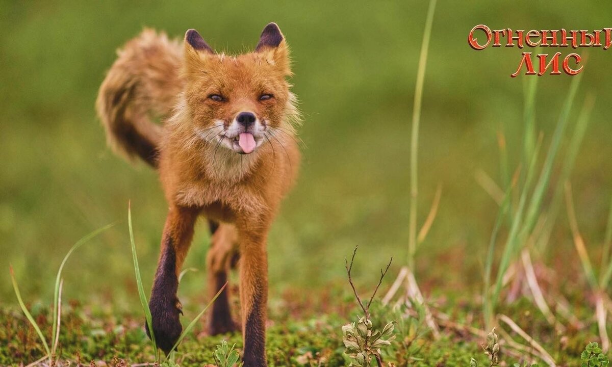  Фото SHPILENOK FILM (замечательный кадр!)
