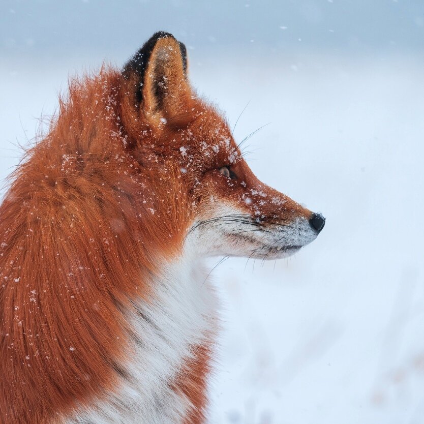 Фото SHPILENOK FILM. Если я не ошибаюсь, то это лисица по имени Лава.