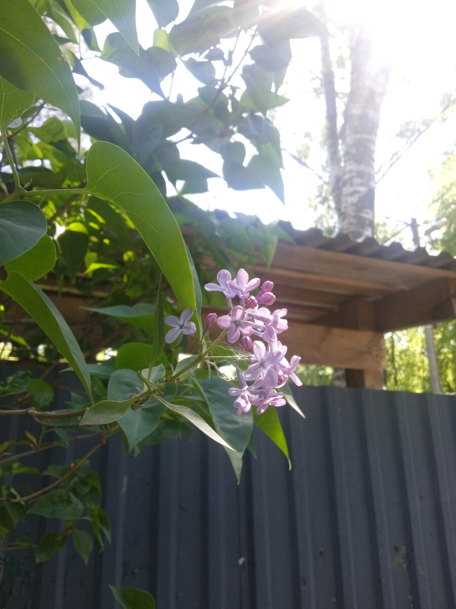 Цветы сирени. Фотка из Подмосковья, ездила тут в суд. 