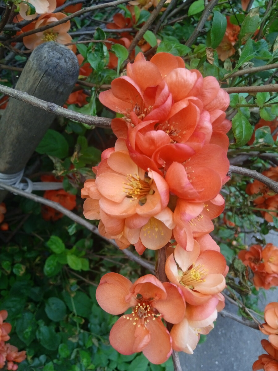 Какие-то красивые цветы у подъезда