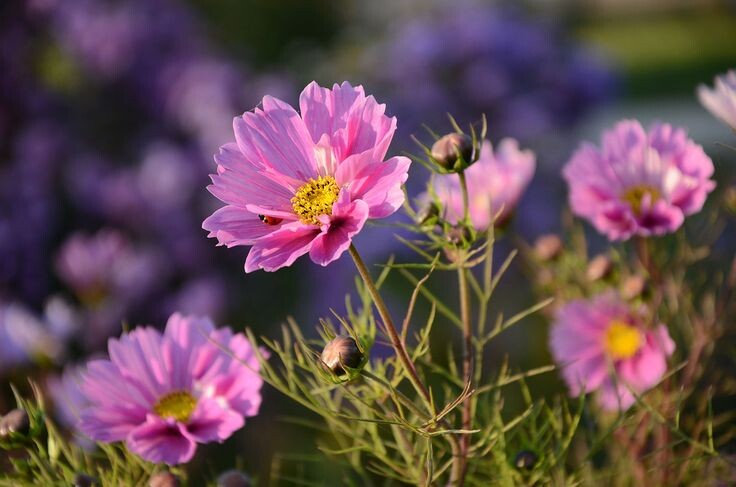 Картинка найдена на просторах интернета, ссылка https://yandex.ru/images/search?from=tabbar&img_url=https%3A%2Fi%2F.pinimg.com%2Foriginals%2Fa8%2F34%2Fа3f%2Fa83р43f81с287169b5e7bd53274cf0591a19.jpg&lr=47&pos=15&rpt=simage&text=%D1%86%D0%B2%D0%B5%D1%82%D1%8B%20%D0%BA%D1%80%D1%83%D0%BF%D0%BD%D0%BE%20%D1%84%D0%BE%D1%82%D0%BE