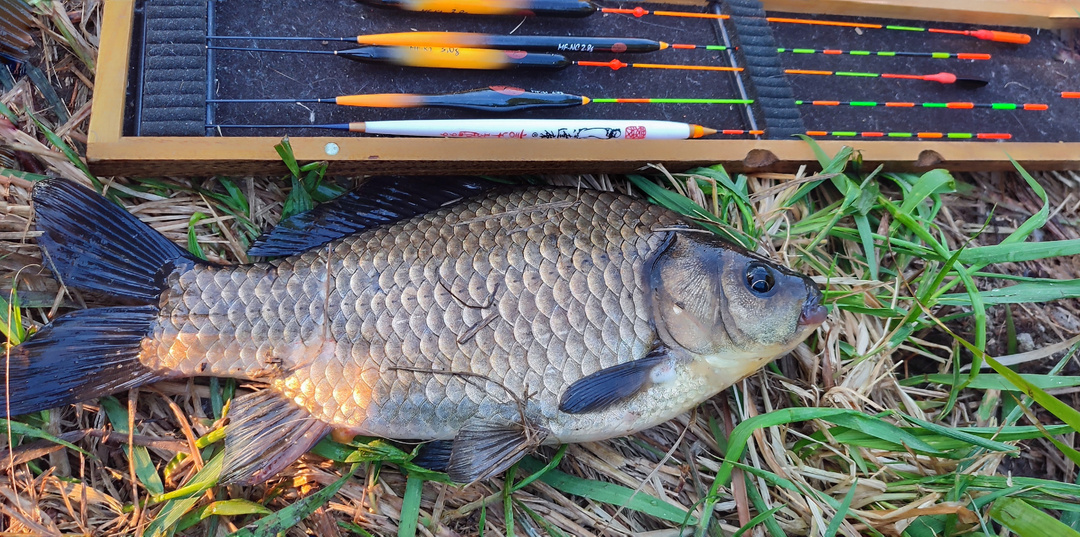 Точка ловли, дистанция, тесто, оснастка - что важнее?
